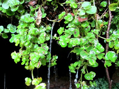 Gegenblättriges Milzkraut (Chrysosplenium oppositifolium) an der Maischquelle bei Kennfus