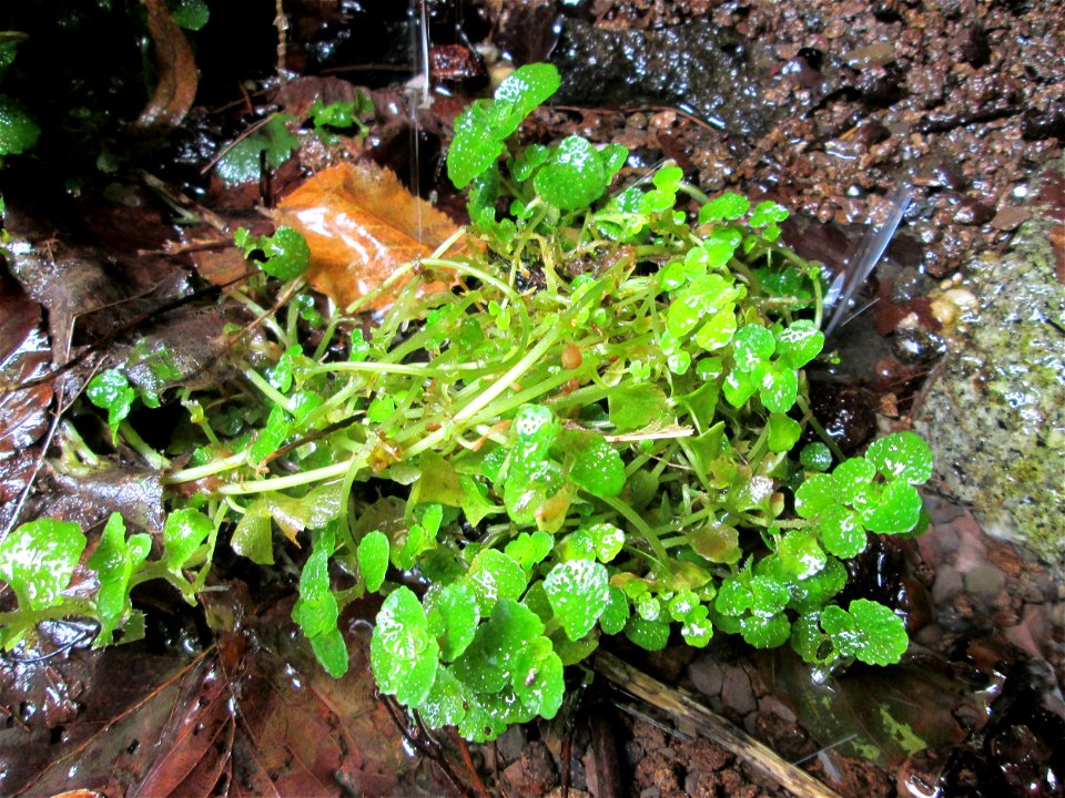 Gegenblättriges Milzkraut (Chrysosplenium oppositifolium) an der Maischquelle bei Kennfus