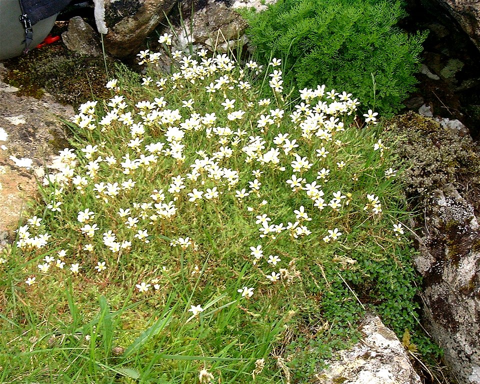 Saxifraga hypnoides