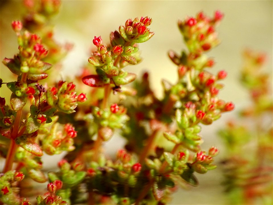 Crassula connata flowers and leaves