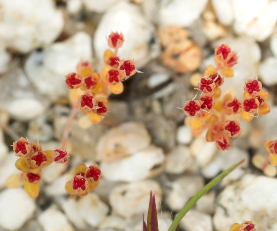 Crassula connata follicles