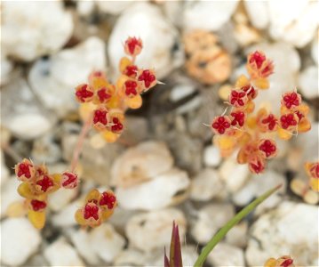 Crassula connata follicles
