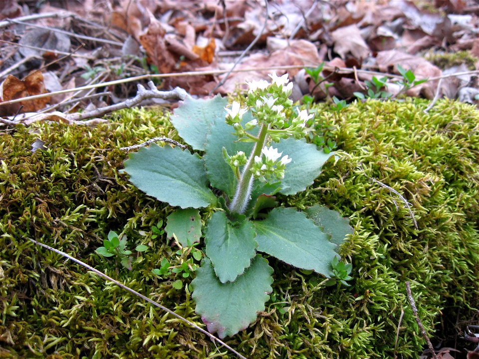 Micranthes virginiensis at Tom Dorman State Nature Preserve, Garrard County, Kentucky.