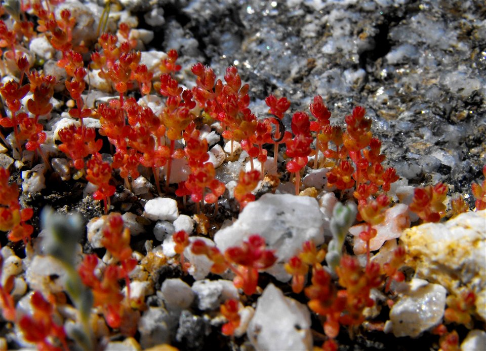 Crassula connata in Anza Borrego Desert State Park, California, USA.
