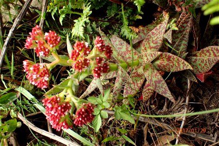 Plant of Crassula alba var. parvisepala