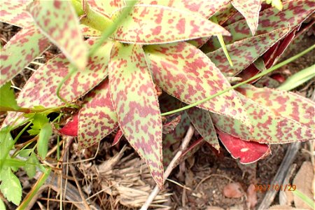 Crassula alba var. parvisepala leaves