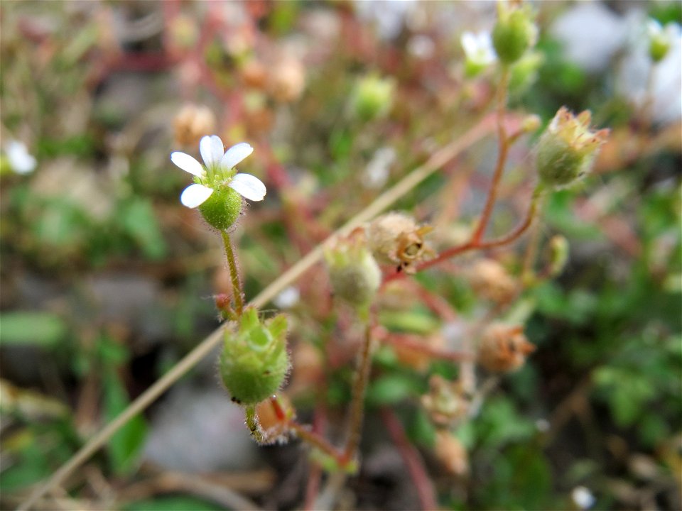 Dreifinger-Steinbrech (Saxifraga tridactylites) an der Mainzer Straße in Saarbrücken