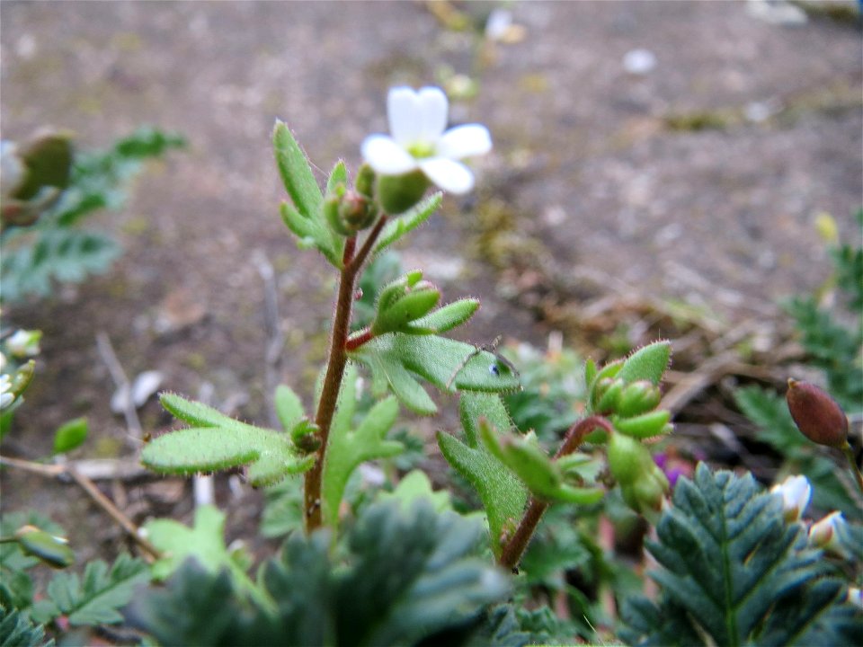 Dreifinger-Steinbrech (Saxifraga tridactylites) am Hauptbahnhof Mannheim