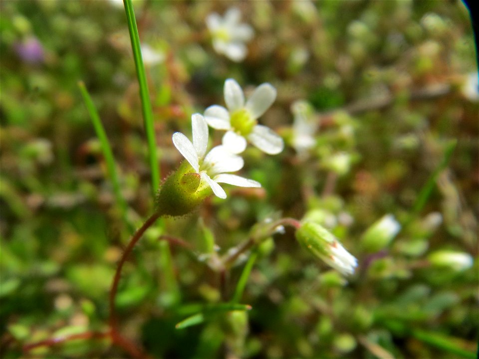 Dreifinger-Steinbrech (Saxifraga tridactylites) in Hockenheim