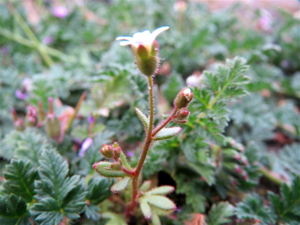 Dreifinger-Steinbrech (Saxifraga tridactylites) am Hauptbahnhof Mannheim