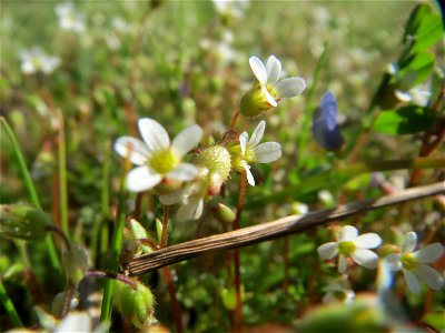 Dreifinger-Steinbrech (Saxifraga tridactylites) in Hockenheim