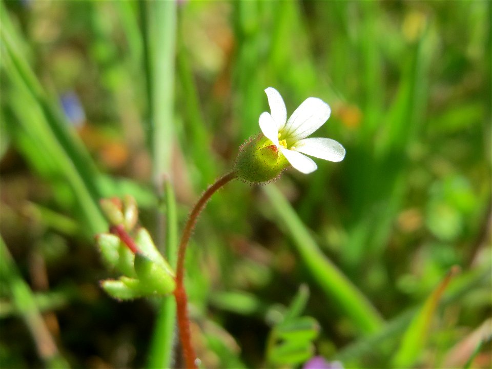Dreifinger-Steinbrech (Saxifraga tridactylites) in Hockenheim