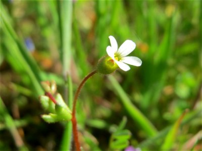 Dreifinger-Steinbrech (Saxifraga tridactylites) in Hockenheim
