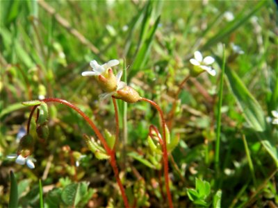 Dreifinger-Steinbrech (Saxifraga tridactylites) in Hockenheim