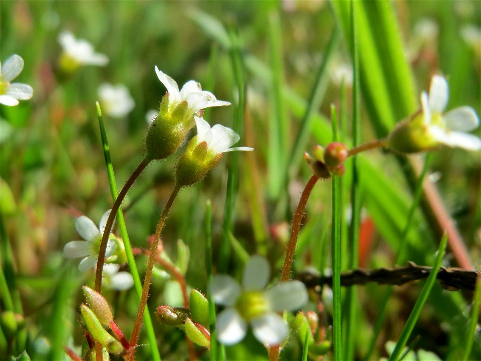 Dreifinger-Steinbrech (Saxifraga tridactylites) in Hockenheim