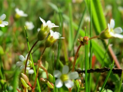 Dreifinger-Steinbrech (Saxifraga tridactylites) in Hockenheim