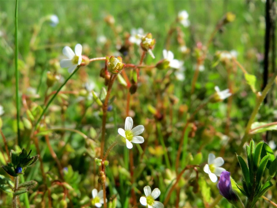 Dreifinger-Steinbrech (Saxifraga tridactylites) in Hockenheim