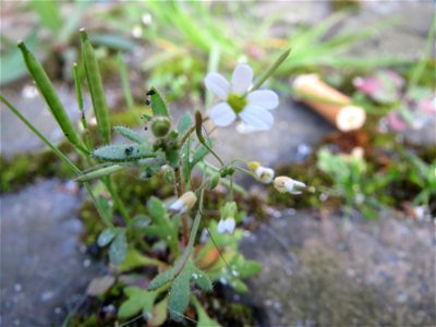 Dreifinger-Steinbrech (Saxifraga tridactylites) im Neuenheimer Feld in Heidelberg