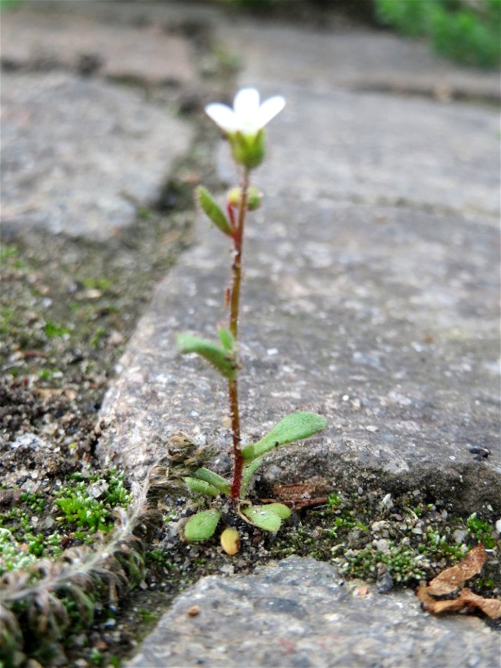Dreifinger-Steinbrech (Saxifraga tridactylites) im Neuenheimer Feld in Heidelberg