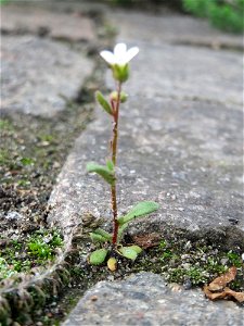Dreifinger-Steinbrech (Saxifraga tridactylites) im Neuenheimer Feld in Heidelberg