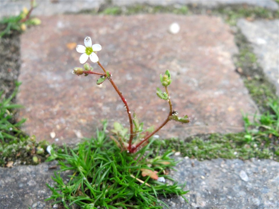 Dreifinger-Steinbrech (Saxifraga tridactylites) im Neuenheimer Feld in Heidelberg