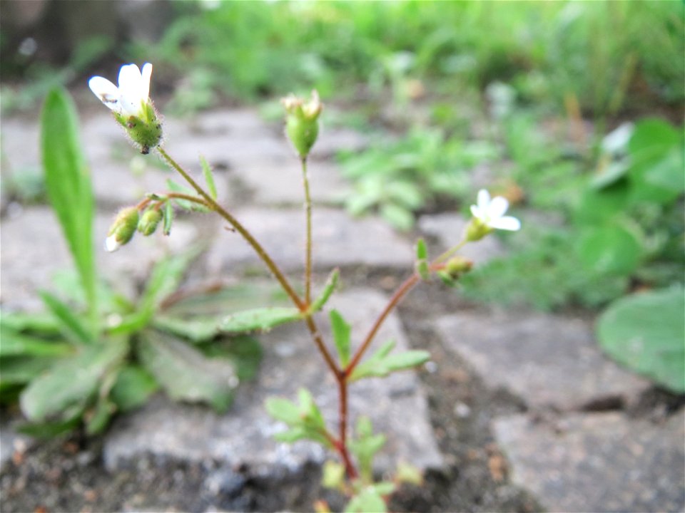 Dreifinger-Steinbrech (Saxifraga tridactylites) im Neuenheimer Feld in Heidelberg