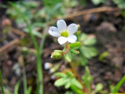 Dreifinger-Steinbrech (Saxifraga tridactylites) in Hockenheim