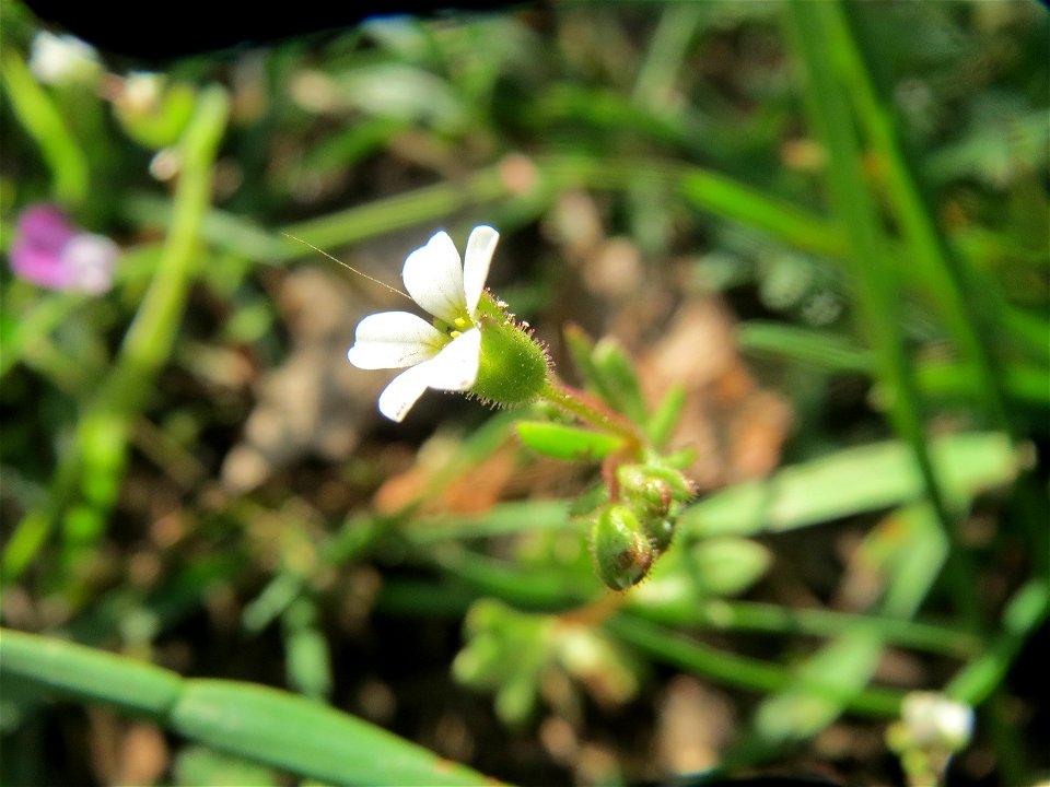 Dreifinger-Steinbrech (Saxifraga tridactylites) in Hockenheim