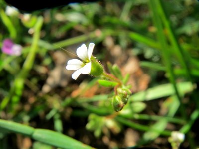 Dreifinger-Steinbrech (Saxifraga tridactylites) in Hockenheim