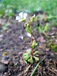 Dreifinger-Steinbrech (Saxifraga tridactylites) in Hockenheim