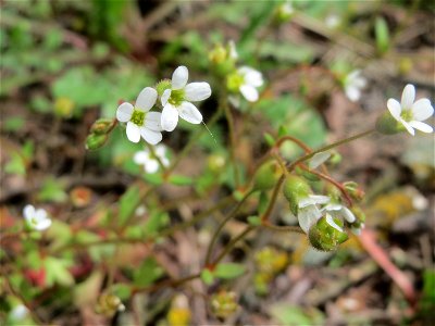 Dreifinger-Steinbrech (Saxifraga tridactylites) am Bahnhof Hockenheim