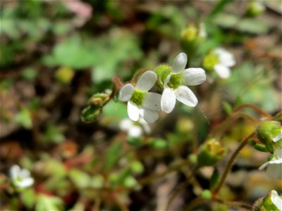 Dreifinger-Steinbrech (Saxifraga tridactylites) am Bahnhof Hockenheim