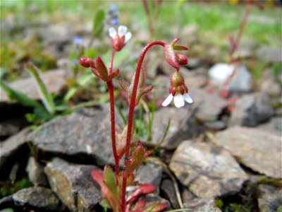 Dreifinger-Steinbrech (Saxifraga tridactylites) in Bruchmühlbach-Miesau