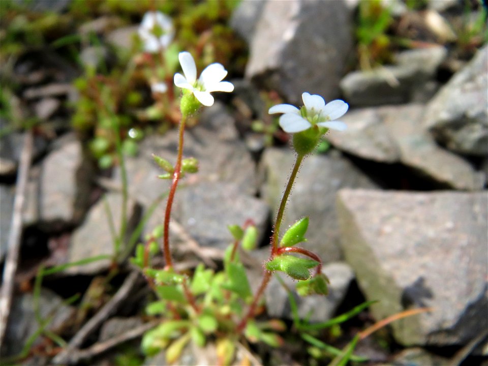 Dreifinger-Steinbrech (Saxifraga tridactylites) in Bruchmühlbach-Miesau