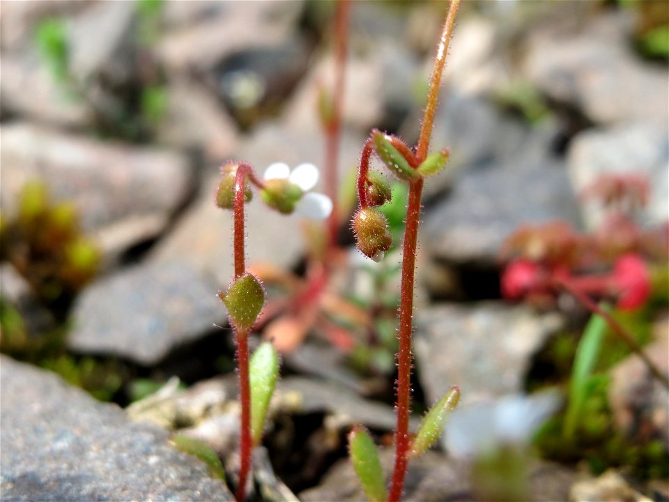 Dreifinger-Steinbrech (Saxifraga tridactylites) in Bruchmühlbach-Miesau