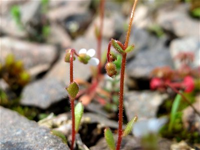 Dreifinger-Steinbrech (Saxifraga tridactylites) in Bruchmühlbach-Miesau