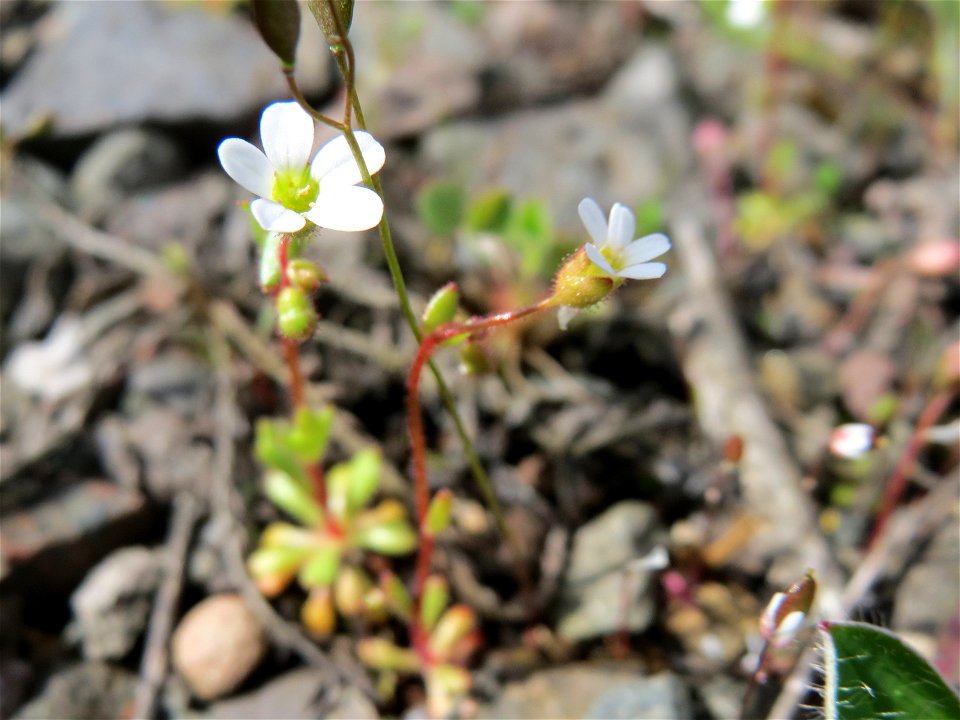 Dreifinger-Steinbrech (Saxifraga tridactylites) in Bruchmühlbach-Miesau