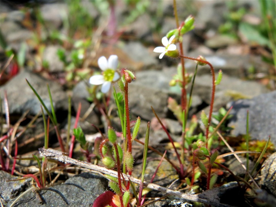 Dreifinger-Steinbrech (Saxifraga tridactylites) in Bruchmühlbach-Miesau