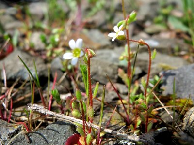 Dreifinger-Steinbrech (Saxifraga tridactylites) in Bruchmühlbach-Miesau