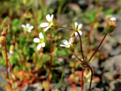 Dreifinger-Steinbrech (Saxifraga tridactylites) in Bruchmühlbach-Miesau