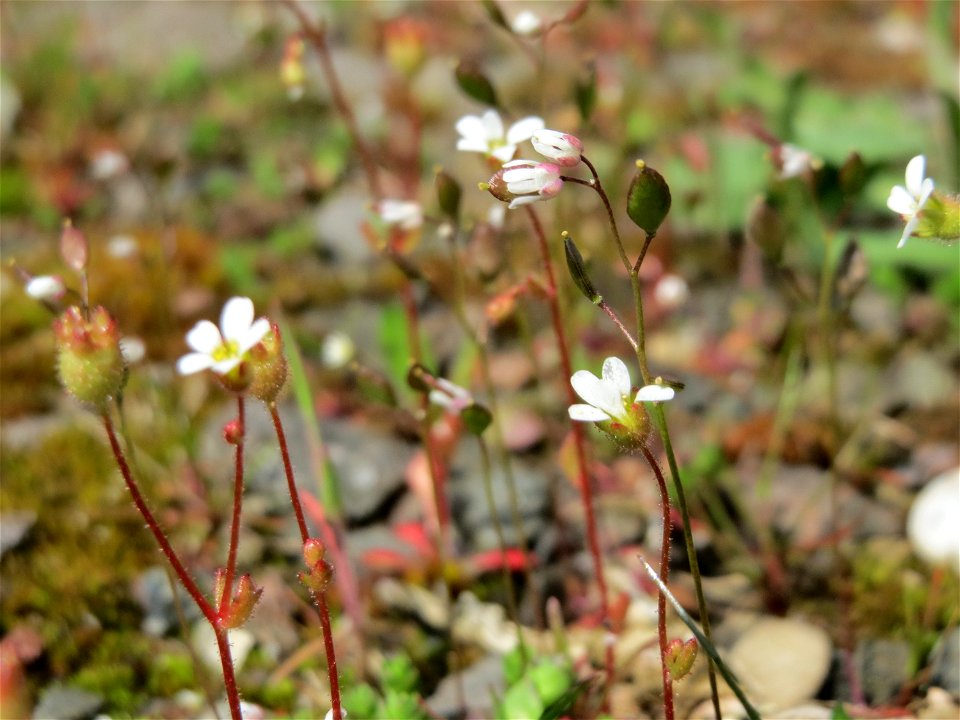 Dreifinger-Steinbrech (Saxifraga tridactylites) und Frühlings-Hungerblümchen (Draba verna) in Bruchmühlbach-Miesau