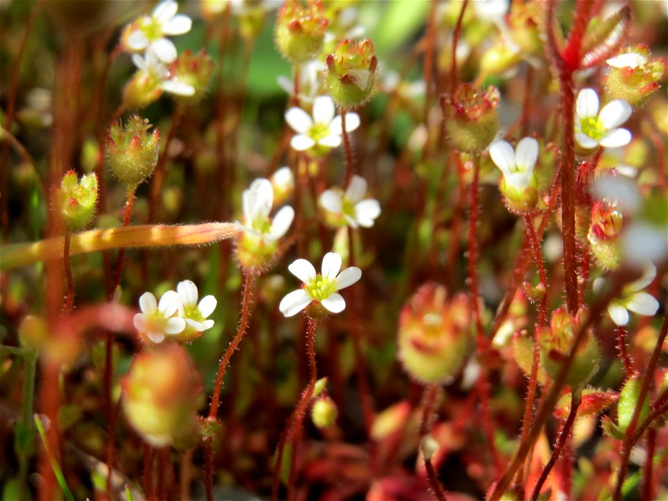 Dreifinger-Steinbrech (Saxifraga tridactylites) in Bruchmühlbach-Miesau