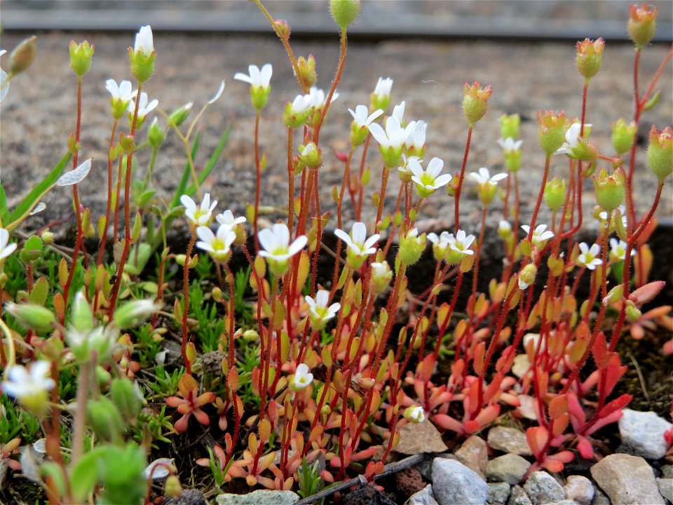 Dreifinger-Steinbrech (Saxifraga tridactylites) am Bahnhof Oftersheim