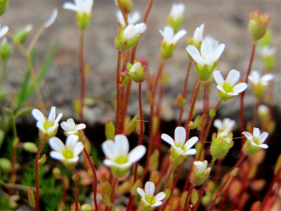 Dreifinger-Steinbrech (Saxifraga tridactylites) am Bahnhof Oftersheim