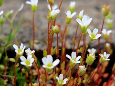 Dreifinger-Steinbrech (Saxifraga tridactylites) am Bahnhof Oftersheim