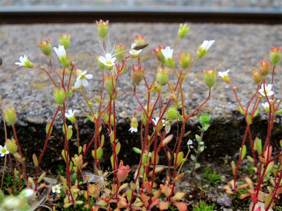 Dreifinger-Steinbrech (Saxifraga tridactylites) am Bahnhof Oftersheim