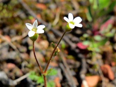 Dreifinger-Steinbrech (Saxifraga tridactylites) in der Kurfürstenallage in Heidelberg