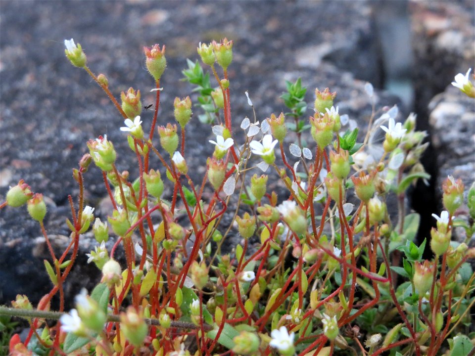 Dreifinger-Steinbrech (Saxifraga tridactylites) am Bahnhof Oftersheim