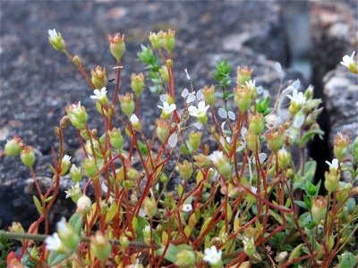 Dreifinger-Steinbrech (Saxifraga tridactylites) am Bahnhof Oftersheim