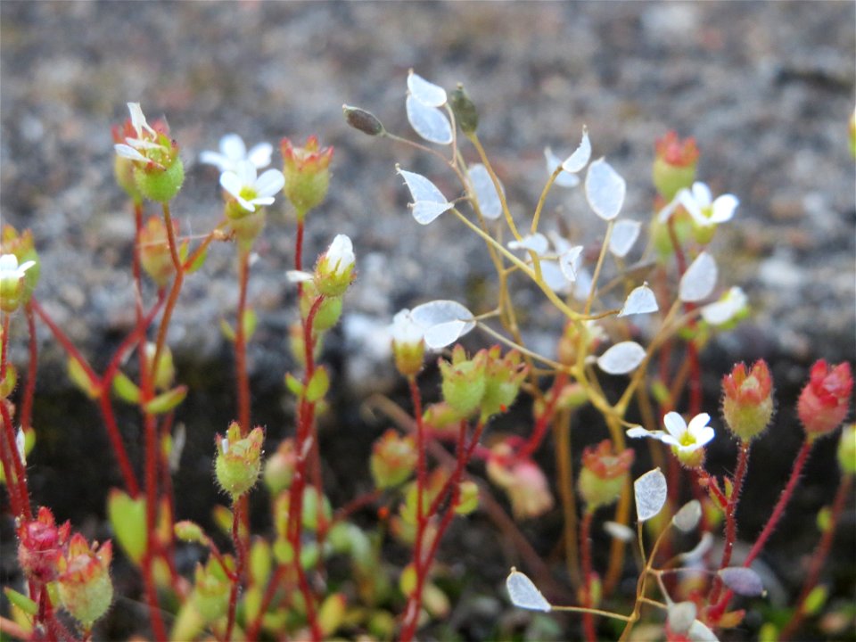 Dreifinger-Steinbrech (Saxifraga tridactylites) und Frühlings-Hungerblümchen (Draba verna) am Bahnhof Oftersheim